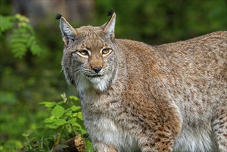 Eurasian lynx (Lynx lynx) hunting in thicket of forest