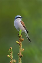 Red-backed shrike (Lanius collurio) adult male perched in pine tree at forest edge in spring