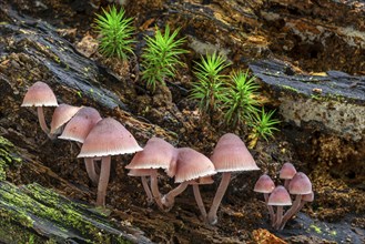 Bleeding fairy helmet, burgundydrop bonnet, bleeding Mycena (Mycena haematopus, Agaricus