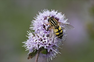 Dangling sunlover (Helophilus pendulus), on a flower of water mint (Mentha aquatica), flowering,