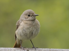 Common redstart (Phoenicurus phoenicurus), female on the perch, North Rhine-Westphalia, Germany,