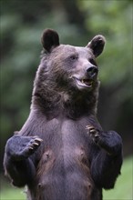 European brown bear or Eurasian brown bear (Ursus arctos arctos), female brown bear standing