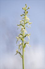 Lesser butterfly-orchid (Platanthera bifolia), Emsland, Lower Saxony, Germany, Europe