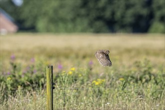 Little owl (Athene noctua), flying, Emsland, Lower Saxony, Germany, Europe