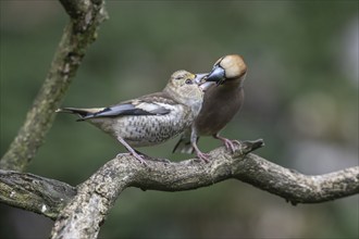 Hawfinch (Coccothraustes coccothraustes), adult bird feeding young, Emsland, Lower Saxony, Germany,