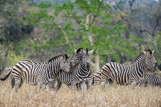 Plains zebras (Equus quagga), cuddling, heads together, in high grass, Kruger National Park, South