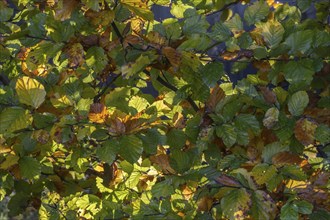 Light in autumnal beech leaves (Fagus sylvatica), Emsland, Lower Saxony, Germany, Europe