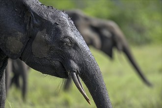 African forest elephant (Loxodonta cyclotis) in a clearing in Loango National Park, Parc National