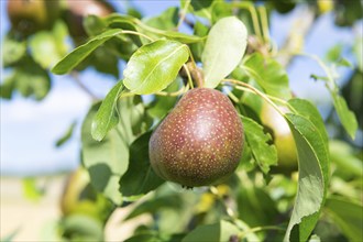 Pear on a branch, pear tree, Baden-Württemberg, Germany, Europe