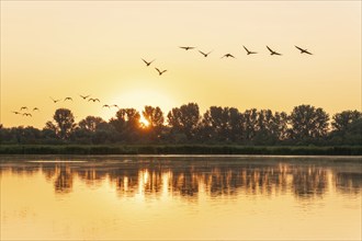 Greylag geese (Anser anser) flying over a pond, sunrise, sun star, warm morning light, trees,