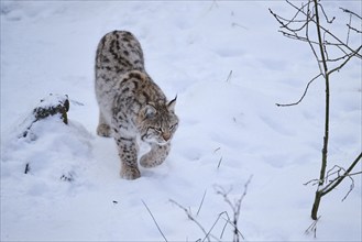 Eurasian lynx (Lynx lynx) walking in the snow in winter, Bavaria, Germany, Europe