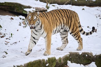 Siberian tiger (Panthera tigris altaica) walking in the snow in winter, captive, Germany, Europe