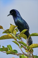 Common Grackle (Quiscalus quiscula), two birds on tree, Wakodahatchee Wetlands, Delray Beach,