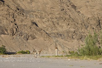 Angola giraffes (Giraffa camelopardalis angolensis) in the Hoanib dry river, Kaokoveld, Kunene