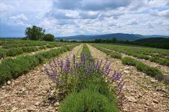 Lavender and sage field, in summer, Sault, Department Vaucluse, Provence, France, Europe