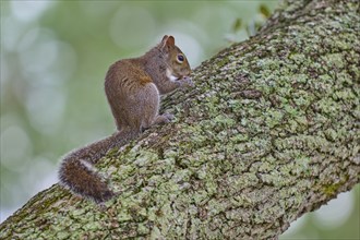 Grey Squirrel (Sciurus carolinensis), climbing on tree, springtime, Florida, USA, North America