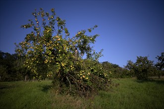 Apple tree, yellow apples, full, meadow orchard, Waiblingen, Baden-Württemberg, Germany, Europe