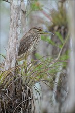 Night heron (Nycticorax nycticorax), young bird on Bromelia, spring, Everglades National Park,