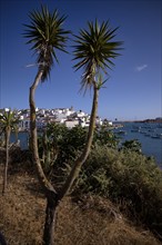 Yucca in front of fishing village Ferragudo, harbour, Algarve, Portugal, Europe