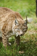 Eurasian lynx (Lynx lynx) sitting on a meadow, Wildpark Aurach, Kitzbühl, Tirol, Austria, Europe