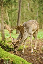 European fallow deer (Dama dama) stag standing in a forest, Bavaria, Germany, Europe