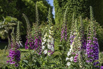 Common foxglove and white foxglove (Digitalis) in a garden, Switzerland, Europe