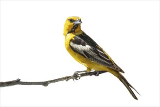 Bullock's oriole bird close-up perched on a branch isolated on a white background