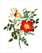 Rosa lutea-bicolor, Rose, Old rose, Rose variety, Illustration from 1799, Historic, digitally