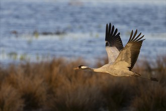 Crane (Grus grus), Hornborgorsjön, Sweden, Europe