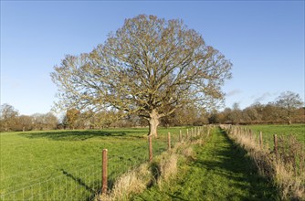 Footpath across field with leafless sycamore tree, Acer pseudoplatanus, winter landscape, Sutton,