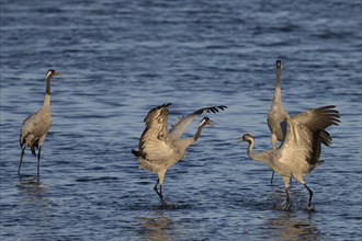 Crane (Grus grus), Hornborgorsjön, Sweden, Europe