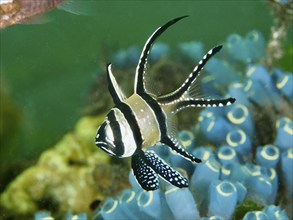 A cardinalfish with a striped fin, Banggai cardinalfish (Pterapogon kauderni), swimming between