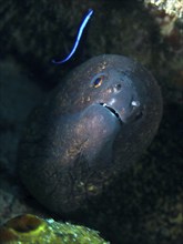 A sooty moray eel (Gymnothorax flavimarginatus) observing a cleaner wrasse, dive site Close