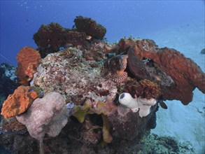 A coral reef with various colourful coral formations in the blue sea, with a Papuan scorpionfish