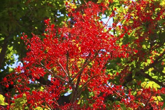 Brachychiton acerifolius, Australian flame tree, Kefalonia, Ionian Islands, Greece, Europe