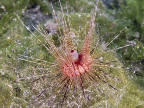 Colourful sea urchin with long spines, Variable Fire Urchin, Blue spotted sea urchin (Astropyga