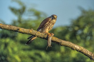 Male Kestrel (Falco tinnunculus) sitting on a branch with prey. Endingen am Kaiserstuhl,