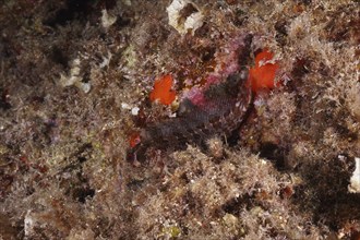 A Tompot blenny (Parablennius gattorugine) camouflages itself between colourful sea sponges and