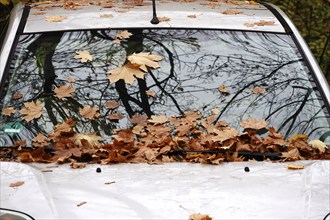 Autumn leaves on a car, November, Germany, Europe