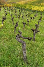 Vineyards with gnarled vines on a hill, surrounded by green grasses in autumnal colours, The vines