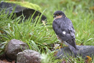 Sparrowhawk, (Accipiter Nisus) Bird of prey in the grass, Schleswig-Holstein, Germany, Europe