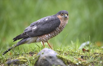 Sparrowhawk, (Accipiter Nisus) Bird of prey in the grass, Schleswig-Holstein, Germany, Europe