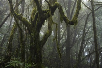 Laurel trees with mosses and lichens in the cloud forest. Foggy weather. Garajonay National Park,