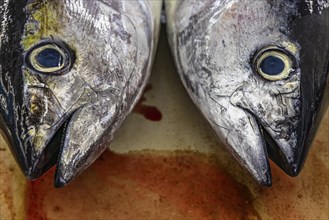 Fish on display at the fish market in Mutrah, Muscat, Arabian Peninsula, Sultanate of Oman