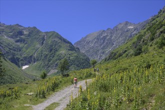 Flowering mullein (Verbascum), hike to Refugio Soria Ellena, Entracque, province of Cuneo, Italy,