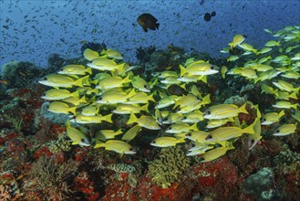 Shoal of blue-striped snapper (Lutjanus kasmira) swimming over colourful vibrant healthy intact