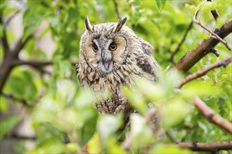 Long-eared owl (Asio otus), or lesser horned owl, sitting on a branch, captive, Pyrenees,