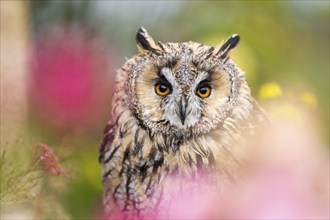 Long-eared owl (Asio otus), or lesser horned owl, sitting in middle of blossoming flowers, captive,