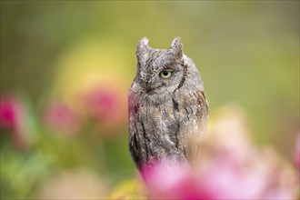 Eastern screech owl (Megascops asio) or Eastern screech-owl, captive, sitting in middle of a sea