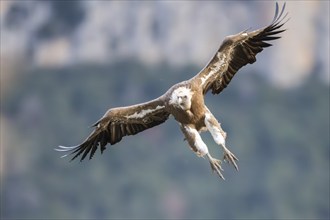 Griffon Vulture (Gyps fulvus) in flight, approaching in the mountains, Pyrenees, Catalonia, Spain,